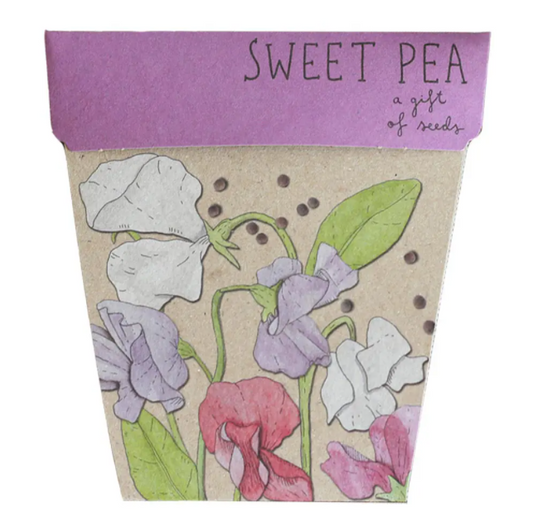 Sow n Sow Gift of Seeds Sweet Pea