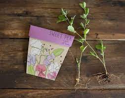 Gift of Seeds Sweet Pea